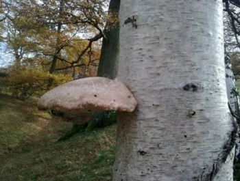 birch polypore Fomitopsis betulina (jackravenbushcraft co uk)